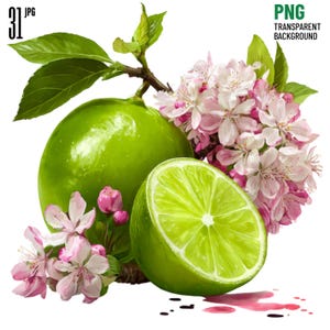 May include: A whole bright green lime and a halved lime section displayed with clusters of delicate light pink blossoms and green leaves. The image features a transparent background and includes text elements reading 31 JPG and PNG TRANSPARENT BACKGROUND.