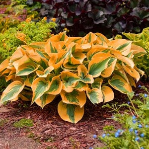 Può includere: Una vibrante pianta di hosta con grandi foglie a forma di cuore. Le foglie presentano una sorprendente combinazione di bordi giallo-oro e centri verdi. La pianta è circondata da altra vegetazione e si trova in un letto di pacciame marrone.
