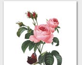 Botanical Art, French Cottage Decor (Pink Rose Print, Butterfly Botanical) -- Pierre Redoute