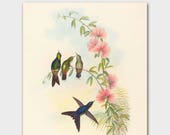 Hummingbird Art, John Gould Botanical Bird Print (Natural History Artwork, Cottage Home Decor) "Small-Billed Thornbill"