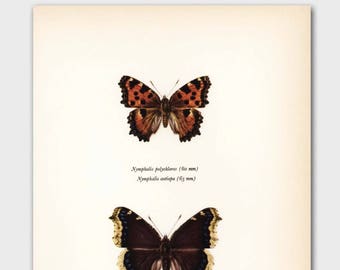 Butterfly Wall Art (1960s Butterflies Art Print, Cottage Home Decor) "Camberwell Beauty" No. 118-1