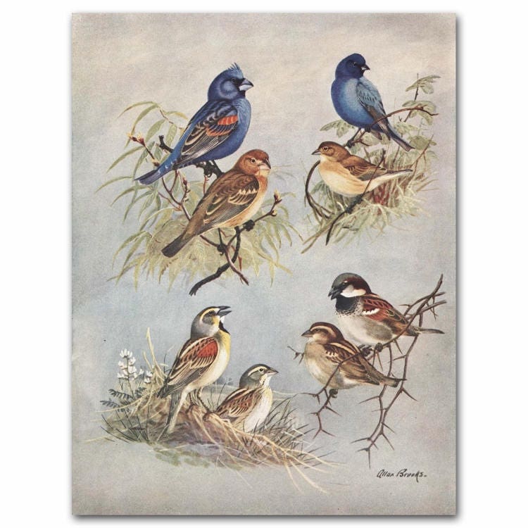Blue Bird Wall Art Antique Bird Print 1930s Office Decor Etsy