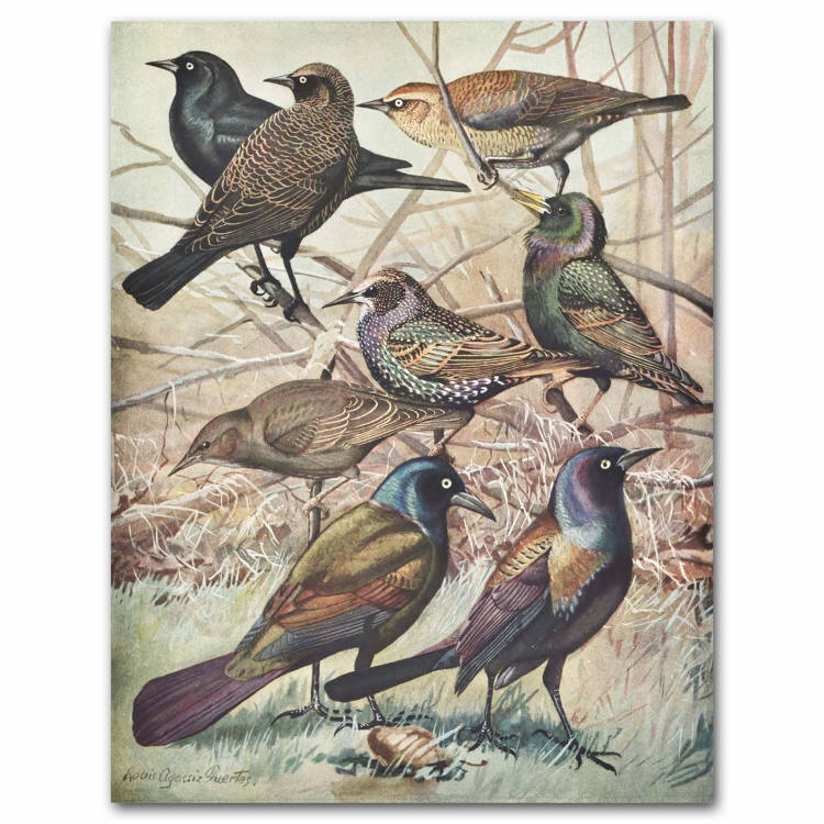Bird Art Vintage Blackbird Print 1930s Ornithology Book Etsy