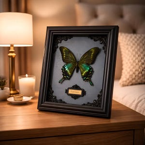 Gothic Framed Butterfly, Cabinet of Curiosities Specimen, Dark Wall Art Shadow Box