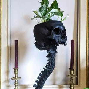May include: A black skull-shaped planter with a spine-like base, holding a green and white leafy plant. Two burgundy candles in gold candle holders flank the planter. The background is a white wall with a gold-framed picture.