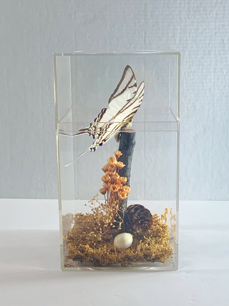 Taxidermy Butterfly in Plexiglass Display Case Real Swallowtail Butterfly in Case from Peru Gift Idea Butterly Decor