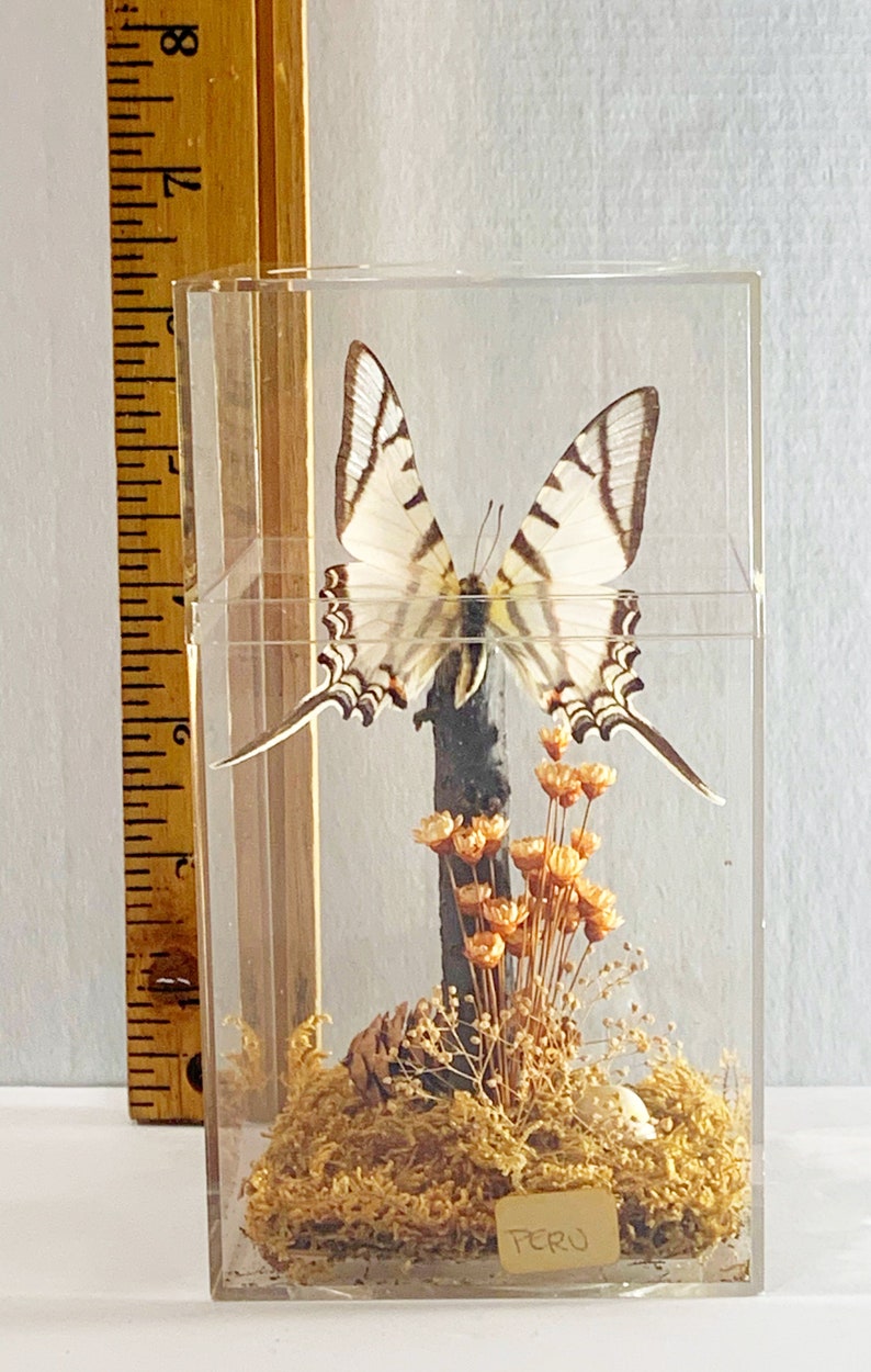 Taxidermy Butterfly in Plexiglass Display Case Real Swallowtail Butterfly in Case from Peru Gift Idea Butterly Decor