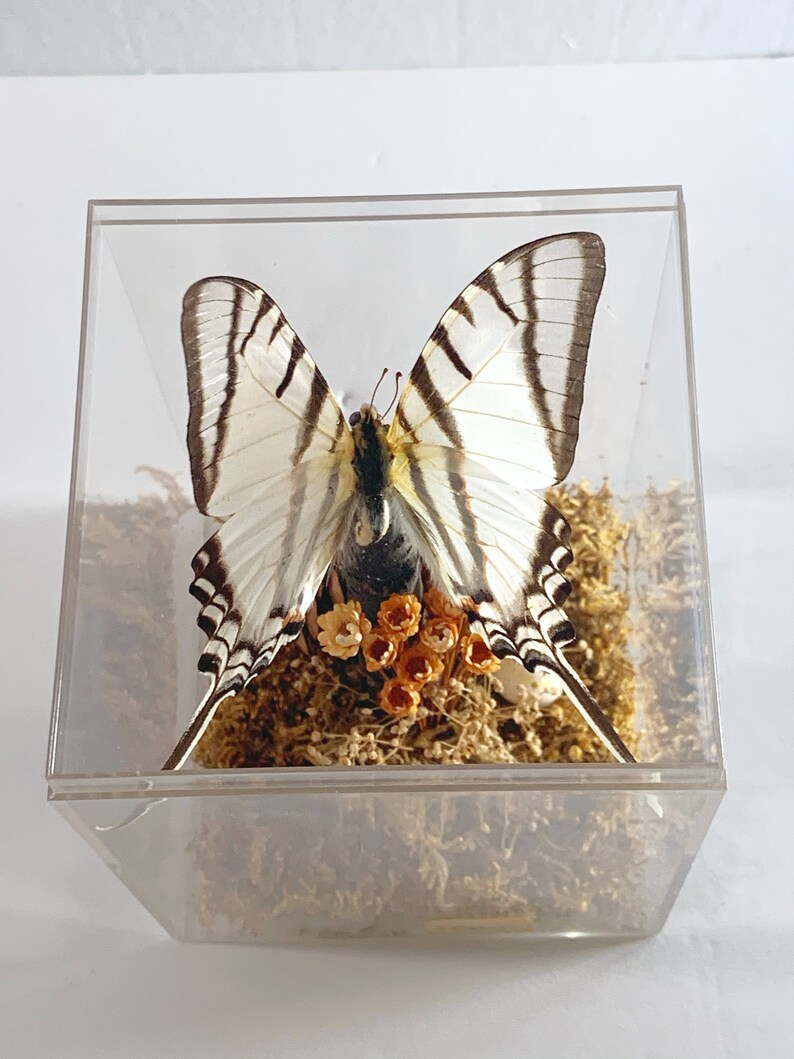 Taxidermy Butterfly in Plexiglass Display Case Real Swallowtail Butterfly in Case from Peru Gift Idea Butterly Decor