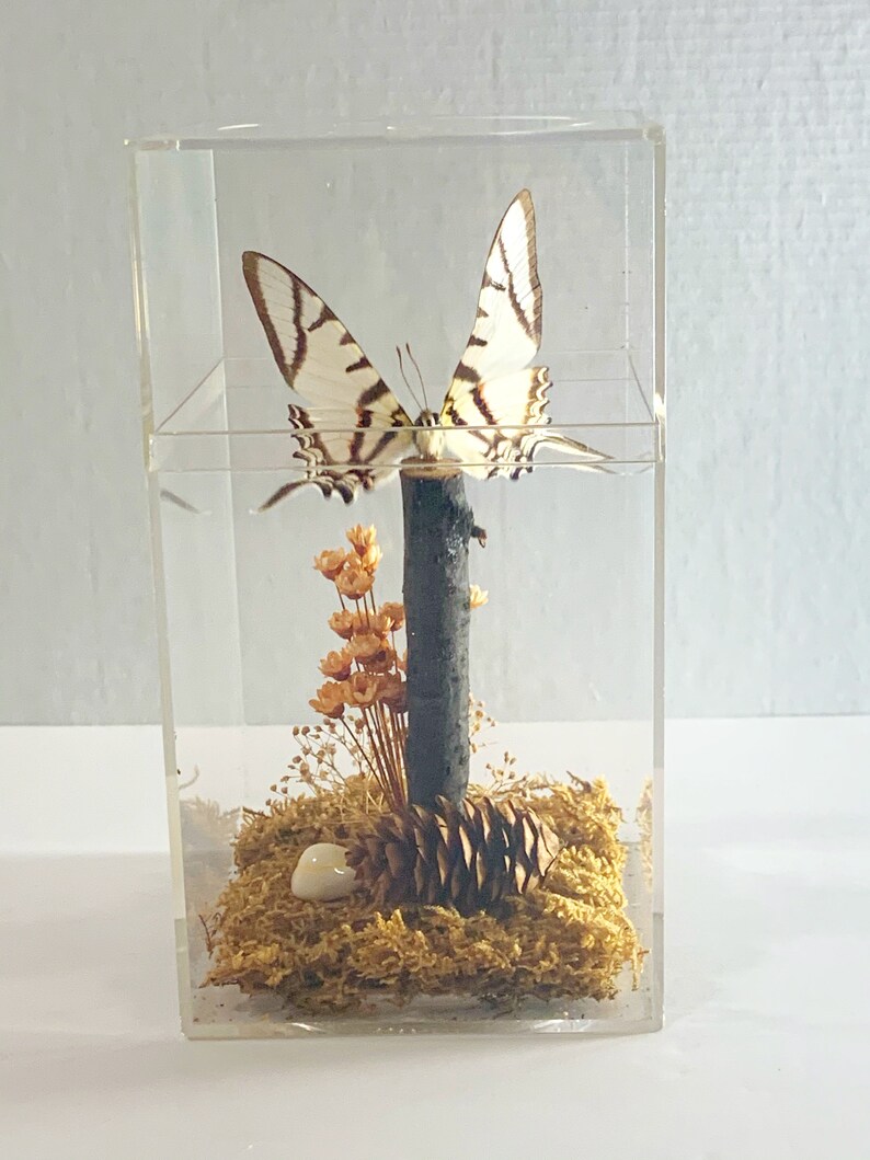 Taxidermy Butterfly in Plexiglass Display Case Real Swallowtail Butterfly in Case from Peru Gift Idea Butterly Decor