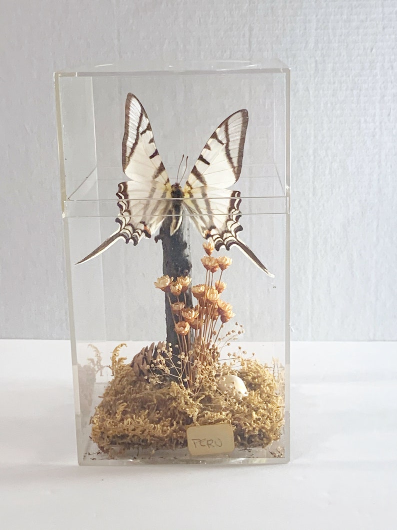 Taxidermy Butterfly in Plexiglass Display Case Real Swallowtail Butterfly in Case from Peru Gift Idea Butterly Decor