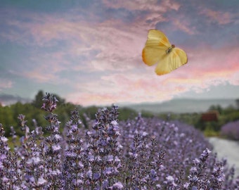 butterfly wall art pastel wall art 8x10 purple butterfly art girls room art photo lavender girls room art field of lavender art summer art