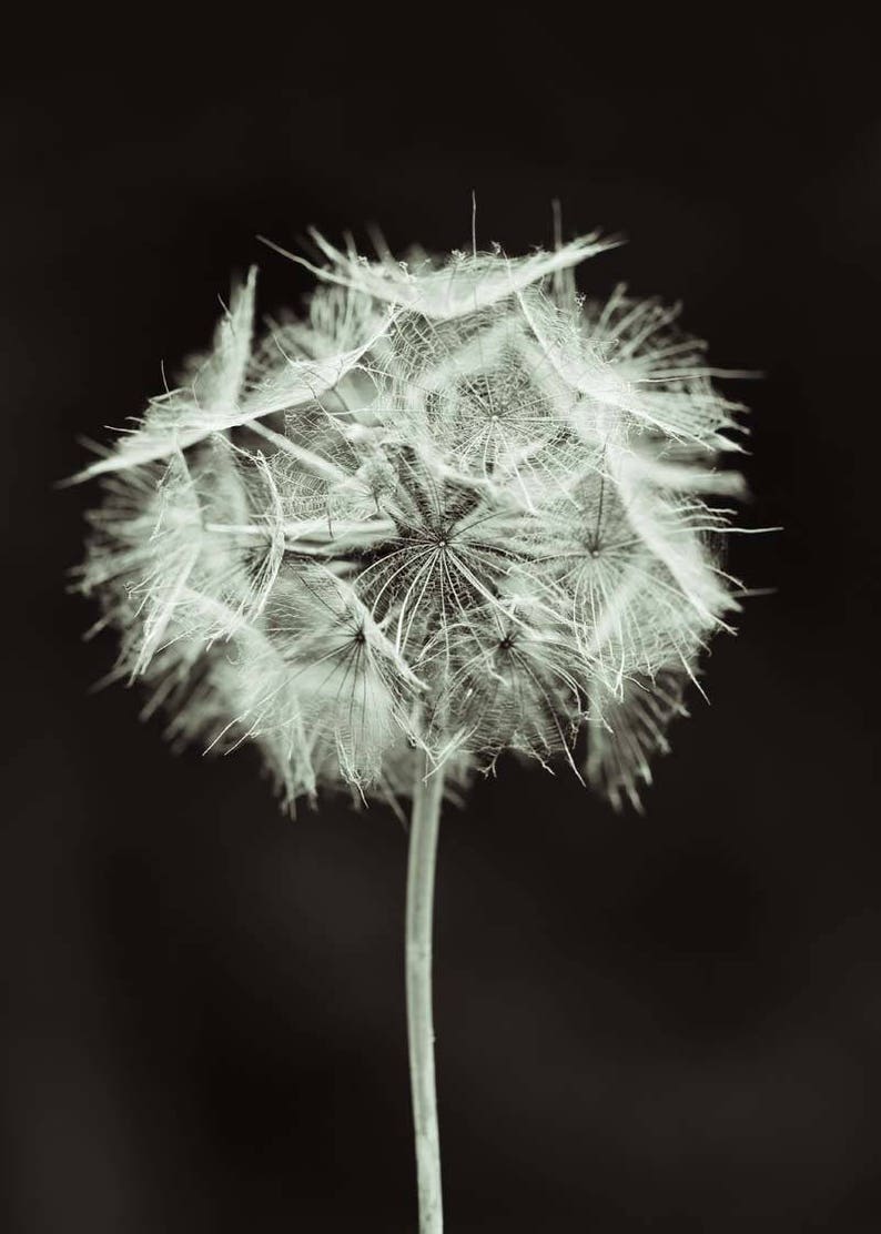 dandelion wall art, 5x7 print, black and white prints image 2