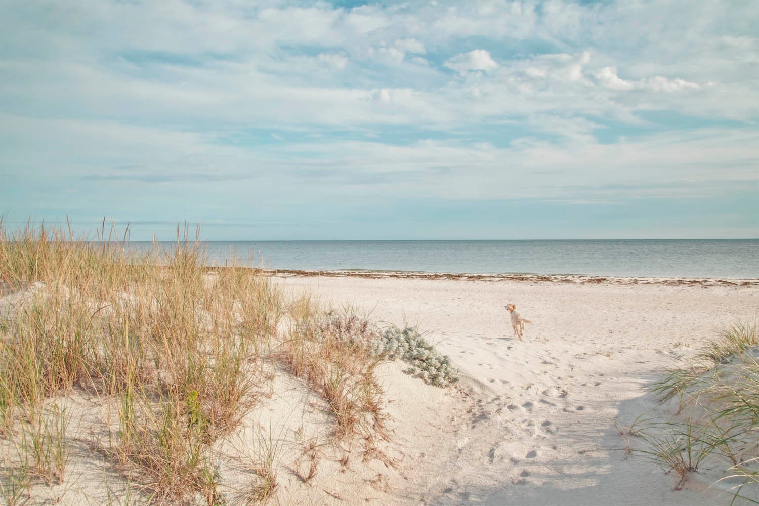 Are Dogs Allowed At Any Yarmouth Beaches