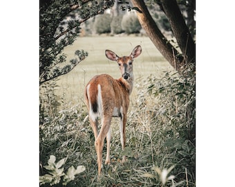 deer wall art, deer prints, deer canvas art, woodland animal art