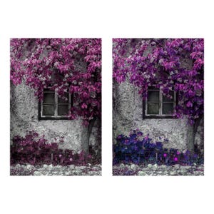 Plum & Purple Vines Art Print: Austrian Window Photo