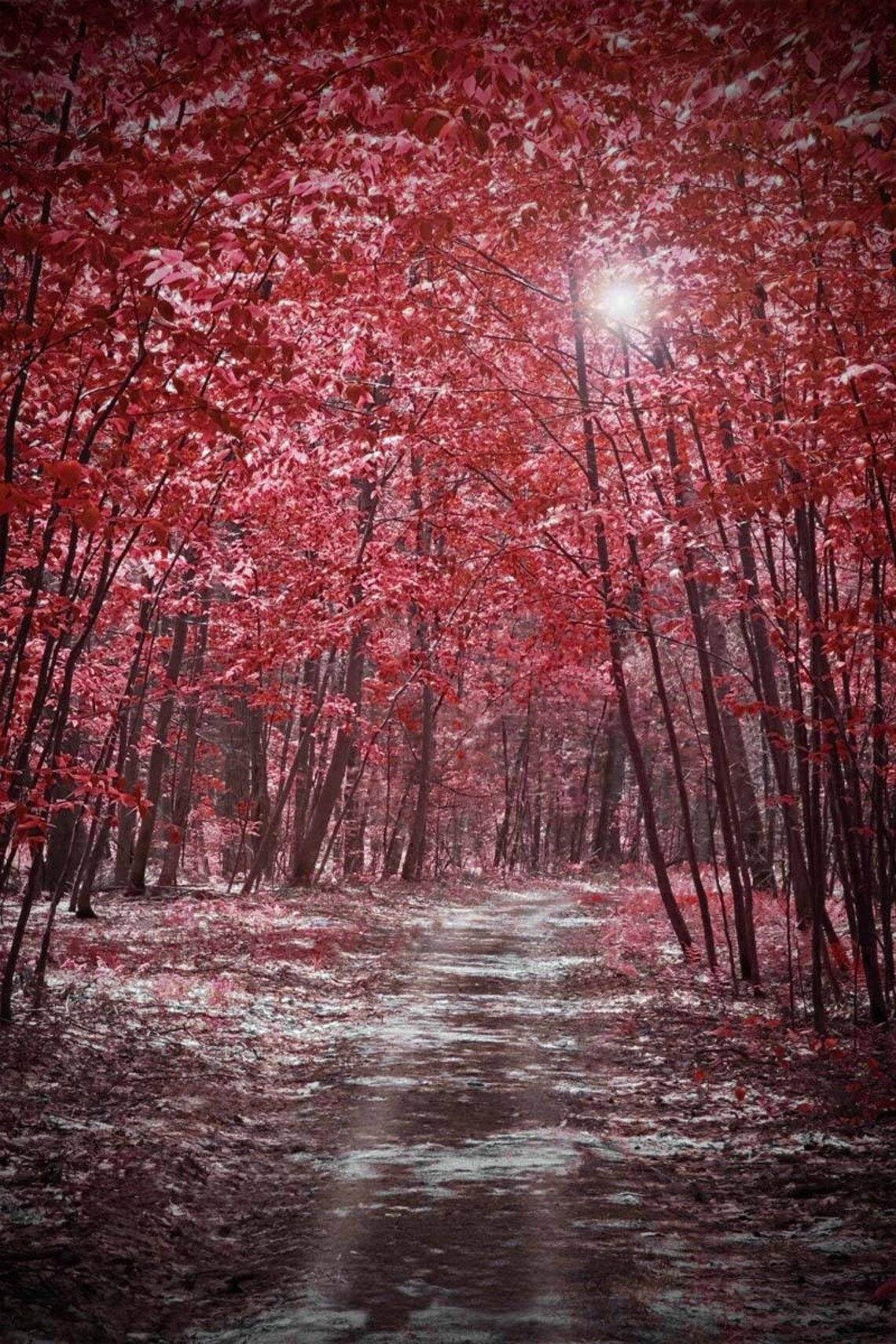 Red forest wall art maroon wall art burgundy wall art red Etsy