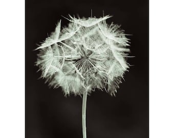 dandelion wall art, 5x7 print, black and white prints