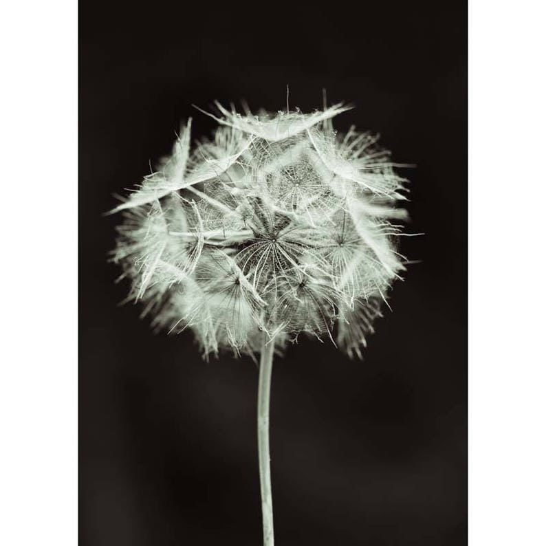 dandelion wall art, 5x7 print, black and white prints image 1
