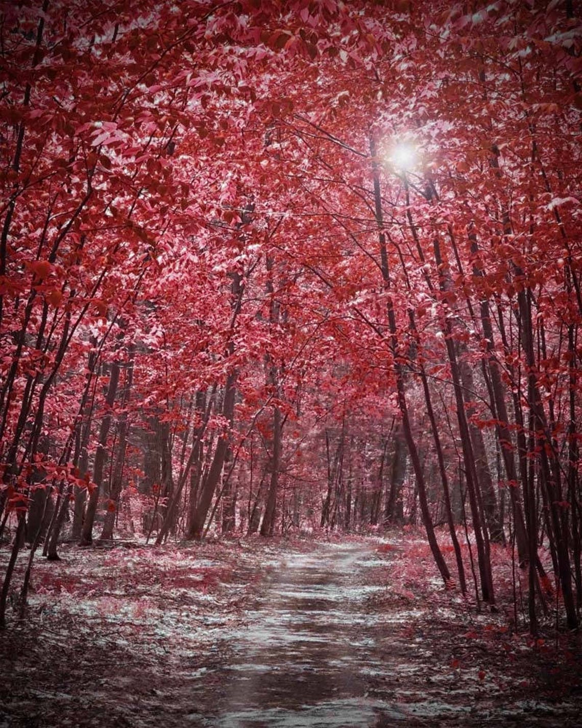 Red forest wall art maroon wall art burgundy wall art red Etsy