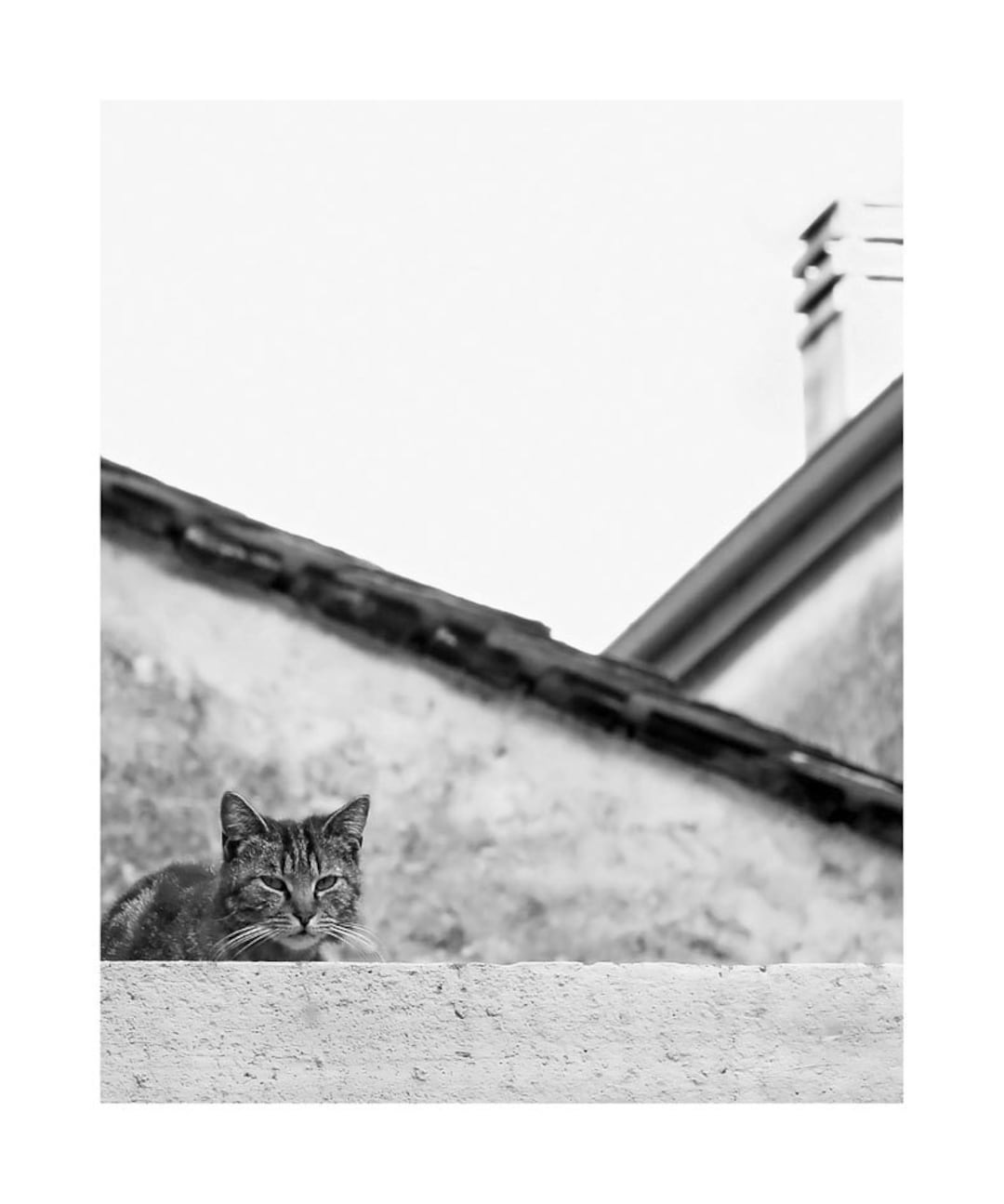 Cat Art, Black and White, 8x10, Cat Wall Art, Cat Art Prints, Cat