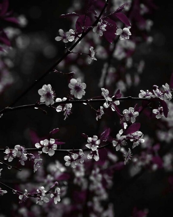 Dark Purple Wall Art Canvas Art Dark Plum Art Print Nature Photography Dark Floral Art Cherry Blossoms Dark Purple Bedroom Art Living Room
