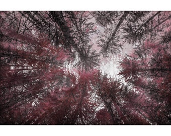 BURGUNDY wall art, burgundy tree art, maroon art, forest art