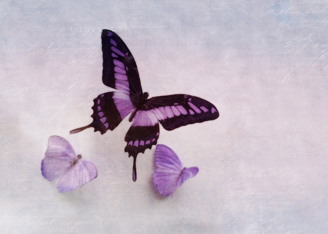 Purple Butterfly Wall Art, 7x5, Purple Wall Art, Purple Girls Room