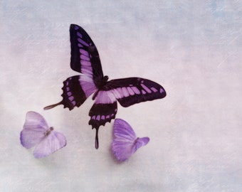 Purple Butterfly Wall Art, 7x5", purple wall art, purple girls room decor, lavender nursery art, lavender butterfly art,