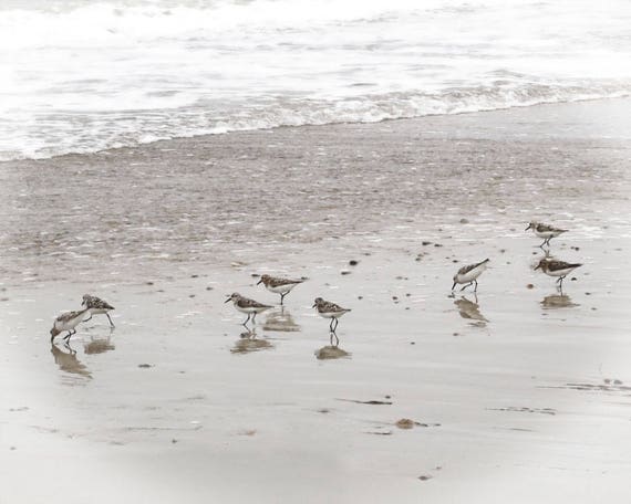 14++ Most Sandpiper wall art images information
