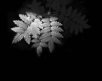 Fern Photo, black and white fern, minimalist art, fern art, Fern photography, Woodland Art, Minimalist Art, Fern Wall Art, Mono, Fern Print