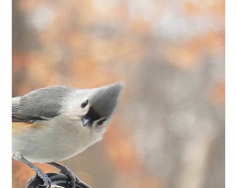 bird art, bird wall art, bird lover gift, 5x5", peach and gray wall art, tufted titmouse art