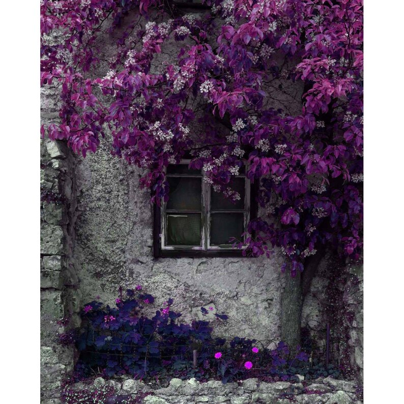 Purple Wall Art 8x10 Bright Plum And Gray Window Photography