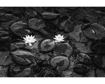 Black and White Water Lilies Art, Nature Photography, Water lily art, lily pond, gray wall art,