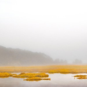 May include: A foggy landscape with a field of yellow grass and a line of trees in the distance.