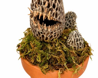 Morel Mushroom Evil