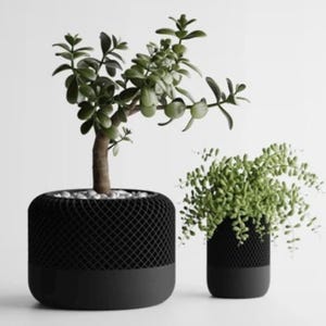 Op de afbeelding: Twee potplanten met donkergroen blad. De grotere plant staat in een zwarte pot met een gaaspatroon en een effen zwarte basis. De kleinere plant staat in een bijpassende pot. De achtergrond is effen wit.