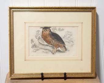 Antique Owl Engraving c.1830s–1840s | Framed Victorian Bird Print | William Home Lizars