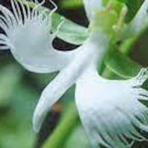 Apple - flower Apple Blossom Spray 2 Branches #58 – Bake Supply Plus