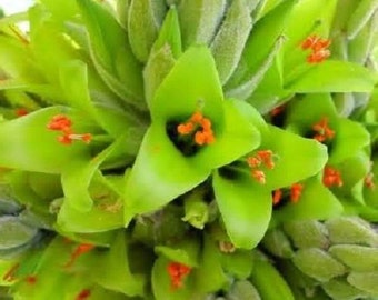 5 Puya Chilensis Flower Seeds-1212