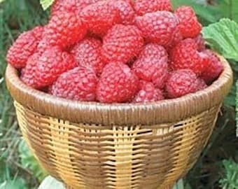 N RARE Killarney RASPBERRY Fruit Tree 5,30, 100 or 200 Seeds Combined ...