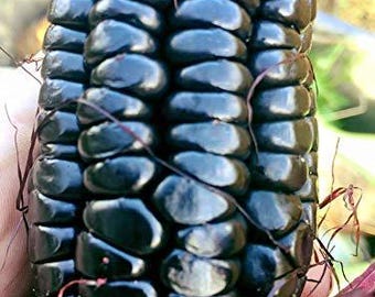 25 Giant black Mexican corn seeds- #1300