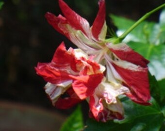 15 Texas Star Red/White Hibiscus Seeds-1140