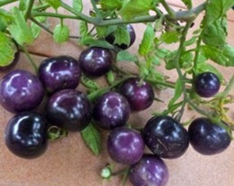 25 Blue Tomato Seeds-1104A