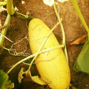 7  Golden Zucchini Vine seeds -Rare Heirloom seeds - 1367