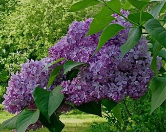 5 French Lilac Tree Seeds-1146