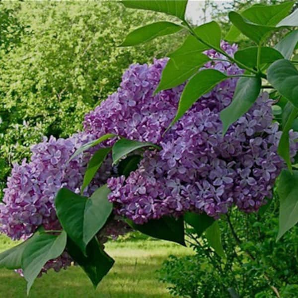 5 French Lilac Tree Seeds-1146