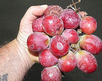 Grape SEED 1〜26 / 12〜26 Grape SEED 1〜26 / 12〜26 Grape Z Weed Strain Information | Leafly