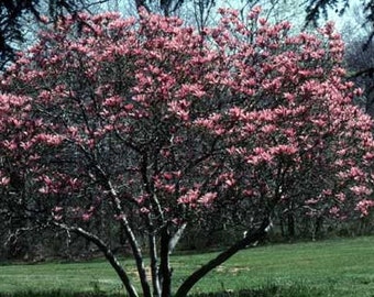 7 Tulip Magnolia Tree Seeds-1034