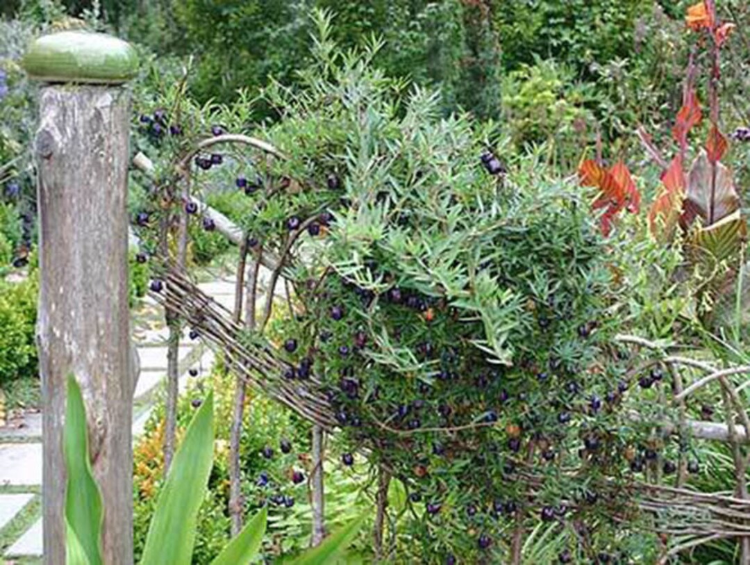 5 Climbing Blueberry Vine Seeds1122 Etsy