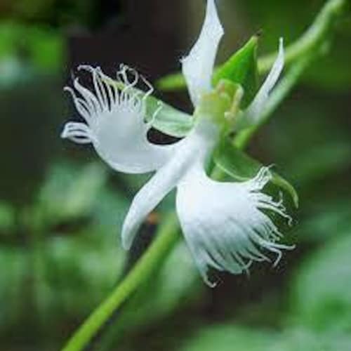 5 White Dove/Egret Flower Seeds-1358